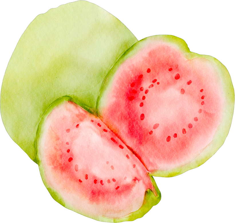 watercolor guava